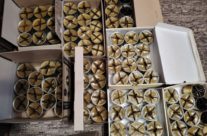 В январе 2025 г. прихожане храма сщмч. Серафима Чичагова в Южном Бутове собрали и передали очередную гуманитарную помощь участникам СВО